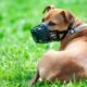 Diy Dog Muzzles: Safe Or Risky? 8 Diy Dog Muzzles: Safe Or Risky?
