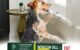 Say No to Retractables: Protecting Our Pups 5 Say No to Retractables: Protecting Our Pups