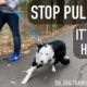 How to Get Dog to Stop Pulling on Leash