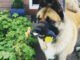 Muzzling Dogs in Public: Legal And Ethical Considerations