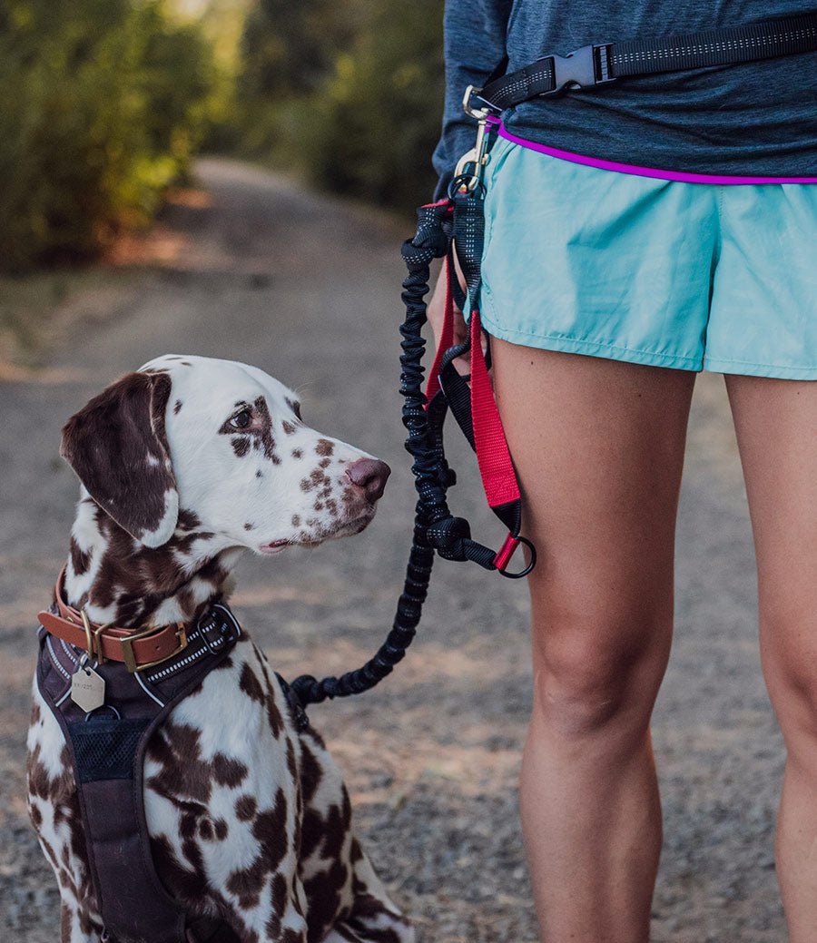 Are Hands-Free Dog Leashes Good