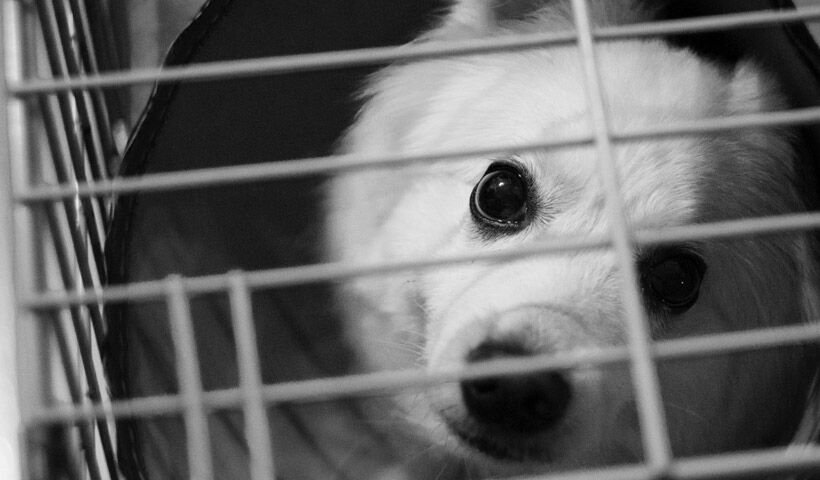 Dog Suddenly Pooping in His Crate