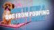 How to Stop Dog Pooping in Crate 37 How to Stop Dog Pooping in Crate