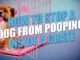 How to Stop Dog Pooping in Crate 50 How to Stop Dog Pooping in Crate