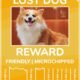 Can You Track Your Dog With a Microchip? Find Your Lost Dog Instantly! 26 Can You Track Your Dog With a Microchip? Find Your Lost Dog Instantly!
