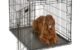 The Best Dog Crates For Large Dogs 5 The Best Dog Crates For Large Dogs