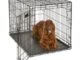 The Best Dog Crates For Large Dogs