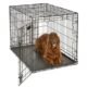 The Best Dog Crates For Large Dogs