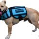 How a Dog Tracker Can Improve Your Dog'S Life 19 How a Dog Tracker Can Improve Your Dog'S Life