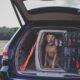 How to Secure a Dog Crate in a Car