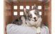 The Fable Dog Crate 5 The Fable Dog Crate
