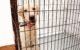 How to Crate Train a Rescue Dog 5 How to Crate Train a Rescue Dog