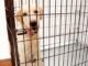 How to Crate Train a Rescue Dog