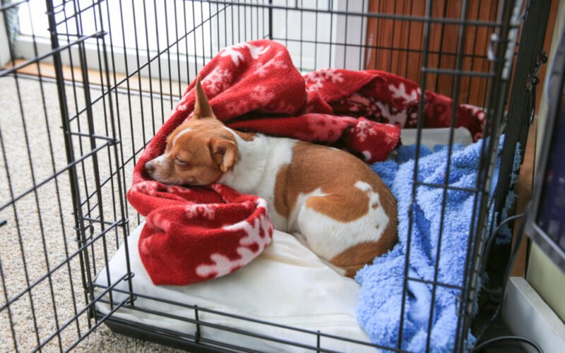 Do I Need to Crate Train My Dog