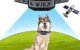 The Best GPS Dog Fence 5 The Best GPS Dog Fence