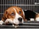 How to Crate Train a Dog With Separation Anxiety 9 How to Crate Train a Dog With Separation Anxiety