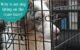 How to Stop Dog From Chewing on Metal Crate 5 How to Stop Dog From Chewing on Metal Crate