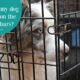 How to Stop Dog From Chewing on Metal Crate
