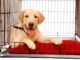 What Size Dog Crate Do I Need for a Labrador 32 What Size Dog Crate Do I Need for a Labrador