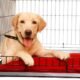 What Size Dog Crate Do I Need for a Labrador