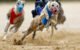 What Dog Tracks Are Running Today 5 What Dog Tracks Are Running Today
