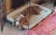Is It Ok to Crate a Dog Every Night 5 Is It Ok to Crate a Dog Every Night