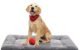 The Best Dog Crate Pad 5 The Best Dog Crate Pad