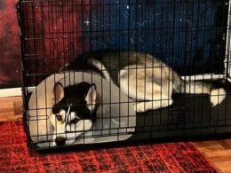 Can a Dog Sleep in a Crate With a Cone