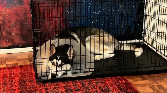 Can a Dog Sleep in a Crate With a Cone