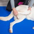 Physical Therapy And Exercise For Dogs