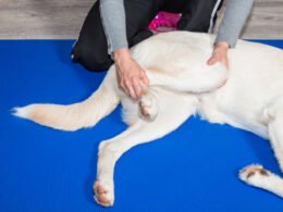 Physical Therapy And Exercise For Dogs