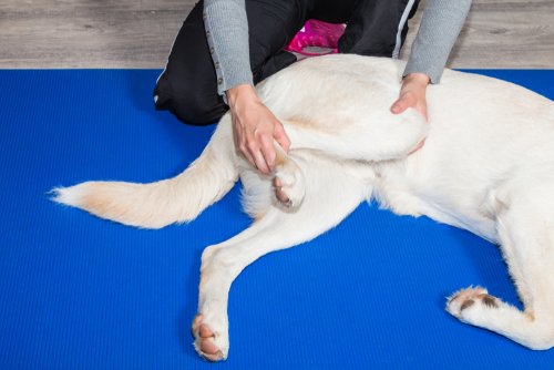 Physical Therapy And Exercise For Dogs