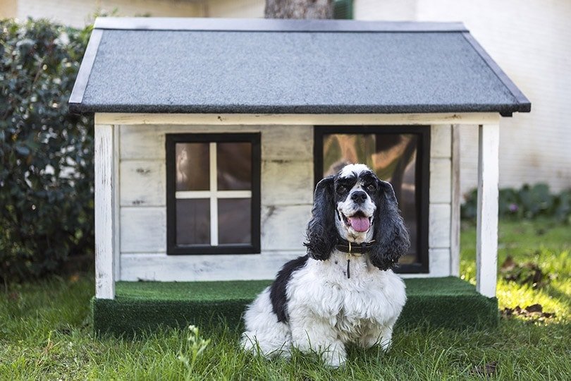 The Modern Dog House plastic