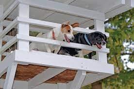 10 Creative Dog House Design Ideas