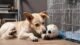 How to Keep Dog Entertained in Crate While at Work 11 How to Keep Dog Entertained in Crate While at Work