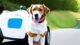 GPS Revolutionizes Pet Care 7 GPS Revolutionizes