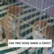Can Dogs Share a Crate 20 Can Dogs Share a Crate