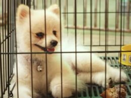 How to Stop Dog From Peeing in Crate