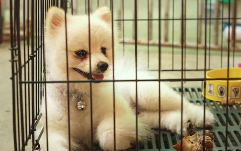 How to Stop Dog From Peeing in Crate