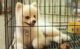How to Stop Dog From Peeing in Crate 34 How to Stop Dog From Peeing in Crate
