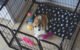 How to Crate Train an Anxious Dog 5 How to Crate Train an Anxious Dog