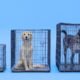 What Size Crate for My Dog