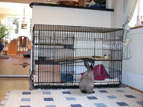 How to Make a Rabbit Cage From a Dog Crate