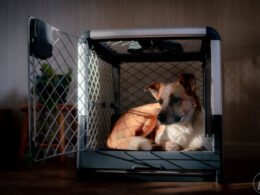 Benefits of Crate Training for Your Dog