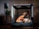 Benefits of Crate Training for Your Dog
