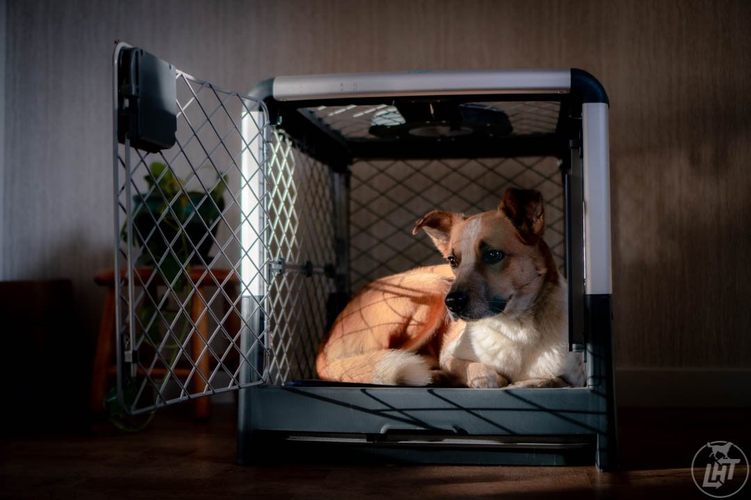 Benefits of Crate Training for Your Dog