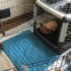 Elevated Dog Houses: Keeping Your Pup Cool And Comfortable 7 Elevated Dog Houses