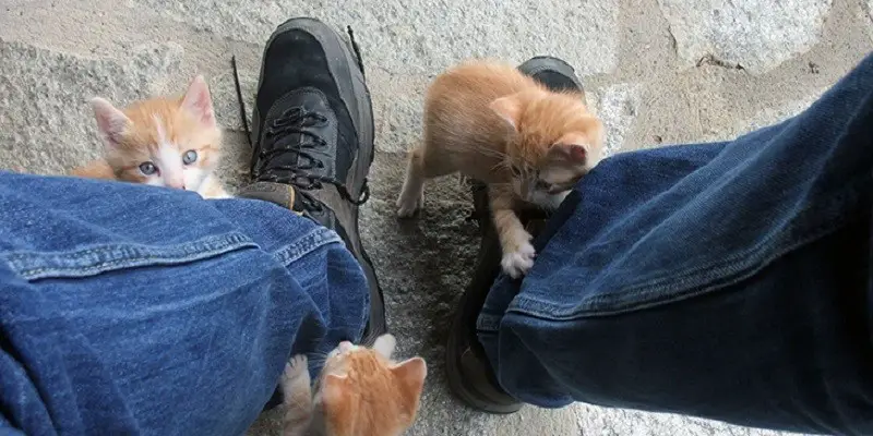 Cat Sit on My Feet