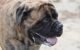 Why Do Female Dogs Drool around Puppies 5 Female Dogs Drooling Around Puppies