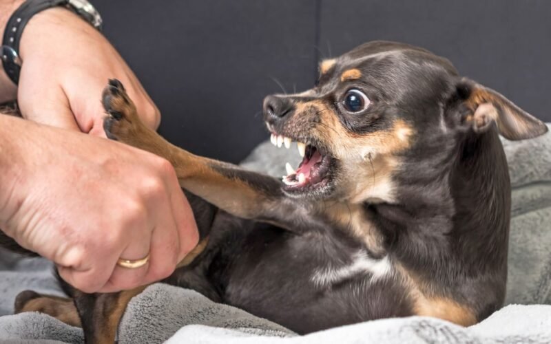 Why is My Dog Suddenly Aggressive Towards Me